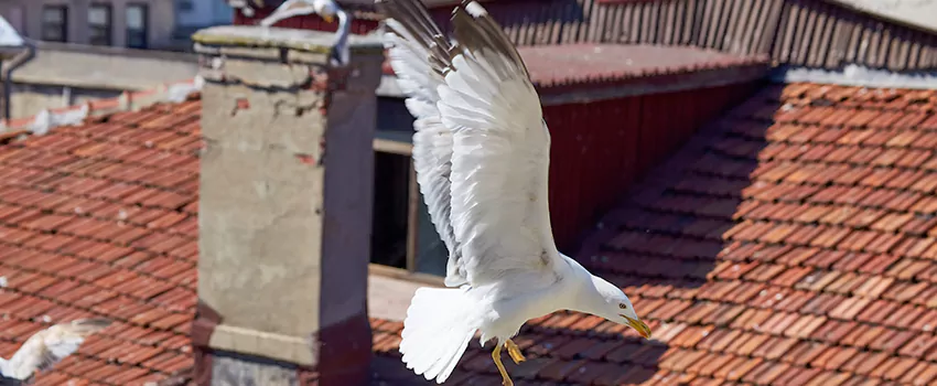 Residential Chimney Animal Removal Solution in Minnetonka, MN