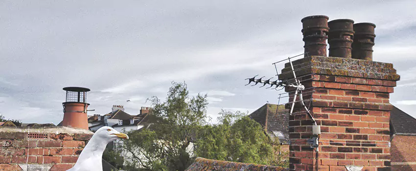 Chimney Cleaning And Restoration in Minnetonka, Minnesota